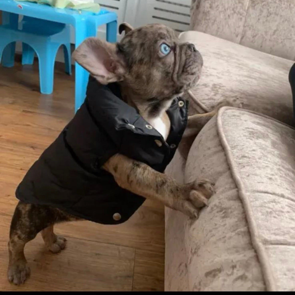 Stylische Winterjacke für Hunde