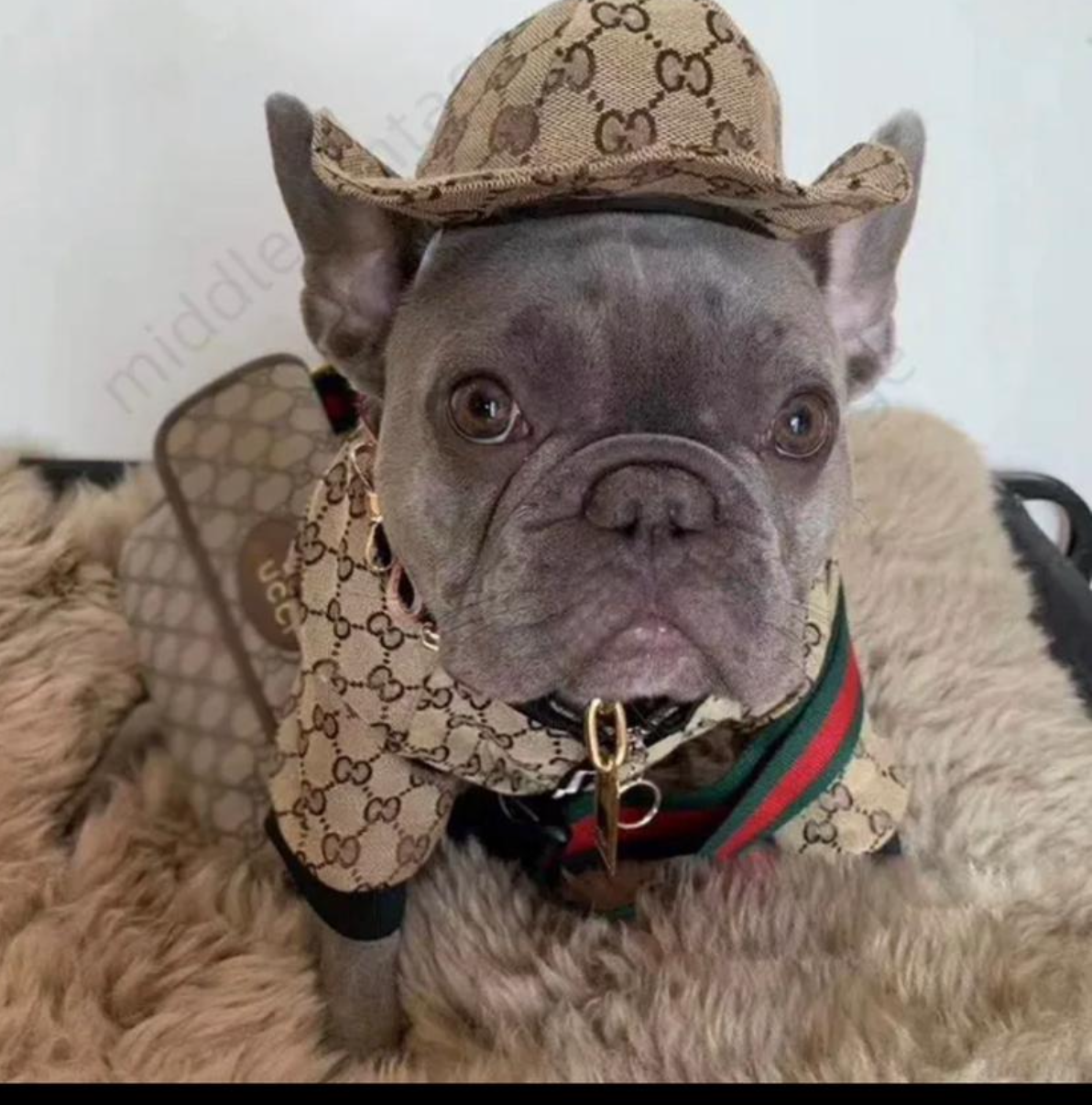 Exclusives 2-teiliges Hunde-Outfit – Jacke & Hut im Designer-inspirierten Look